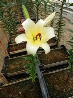 [4444 PO40 Fornova No01.JPG]